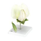 3B Scientific T21026 Pea Blossom (Pisum Sativum) Model - 12-Part