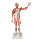 Male Muscular Model Life-Size 37-Part