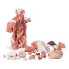 Muscle Torso Model 27-Part Life-Size