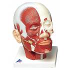 Head and Neck Musculature Model