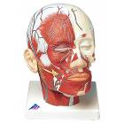 Head and Neck Musculature Model with Blood Vessels