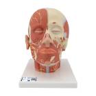3B Scientific VB129 Head and Neck Musculature Model with Nerves - 3B Smart Anatomy
