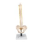 3B Scientific VB84 Flexible Spine Model with Soft Intervertebral Discs - 3B Smart Anatomy