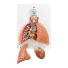 3B Scientific VC243 Lung Model with Larynx 5-Part - 3B Smart Anatomy