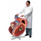 Giant Heart Model 8 Times Life-Size