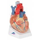 Heart Model 7-Part