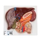 3B Scientific VE315 Liver with Gall Bladder Pancreas and Duodenum Model