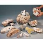 Giant Brain Model 14-Part 2.5 Times Full-Size