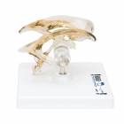 3B Scientific VH410 Brain Ventricles Model - 3B Smart Anatomy