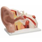 Giant Ear Model 3-Part 5 Times Full-Size