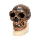 3B Scientific VP750-1 Anthropological Skull Model - Sinanthropus