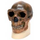 Anthropological Skull Model - Sinanthropus