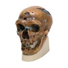 3B Scientific VP751-1 Anthropological Skull Model - La Chapelle-aux-Saints