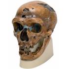 Anthropological Skull Model - La Chapelle-aux-Saints