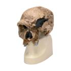 Anthropological Skull Model - Steinheim