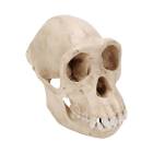 Chimpanzee Skull (Pan Troglodytes) Female Model