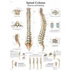 Spinal Column Chart