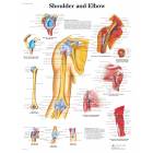 Shoulder and Elbow Chart