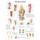 The Knee Joint Chart