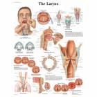 The Larynx Chart