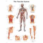 The Vascular System Chart