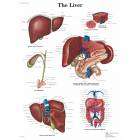 The Liver Chart