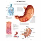 The Stomach Chart