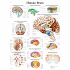 Human Brain Chart