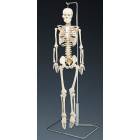 Flexible Mr. Thrifty Skeleton With Spinal Nerves