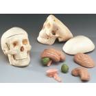 Mr Thrifty Miniature Skull with 8-Part Brain